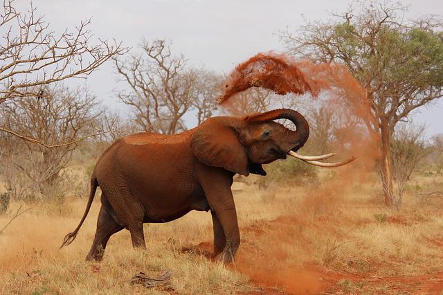 Słoń afrykański. Dojrzałość płciową osiągają w wieku 12-15 lat. Ciąża trwa 22 miesiące, a samica może urodzić 4 młode w ciągu życia