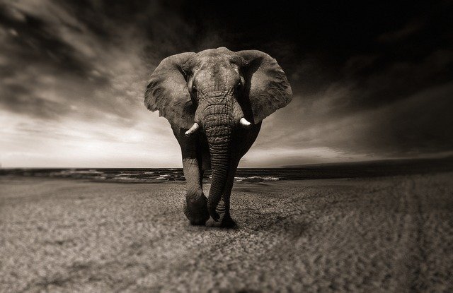 Sytuacja słoni w Afryce