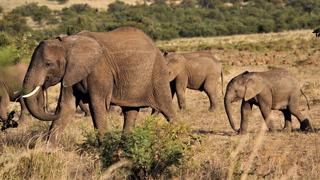 Sytuacja słoni w Afryce

