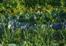 Czym jest uprawa współrzędna i jak ją zastosować w ogrodzie?